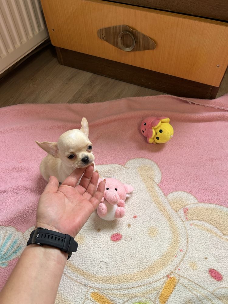 Чихуахуа едно момче