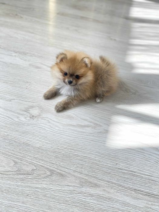 Кученца мини пумеран