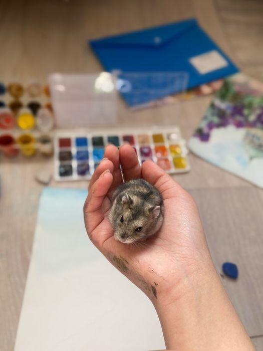 Милый джунгарский хомяк. Ищет заботливого хозяина