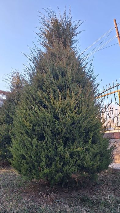 Продам живые ели высотой 4,5 метра