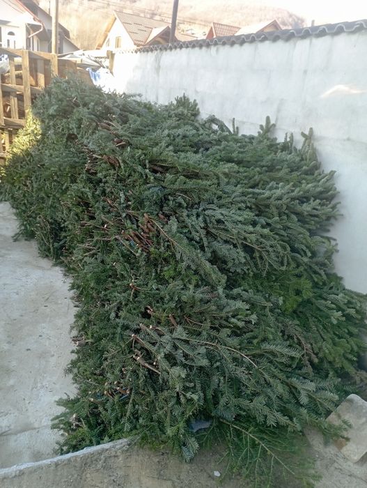 Vindem cetină de Brad în agro transport gratuit la domiciliu detalii l