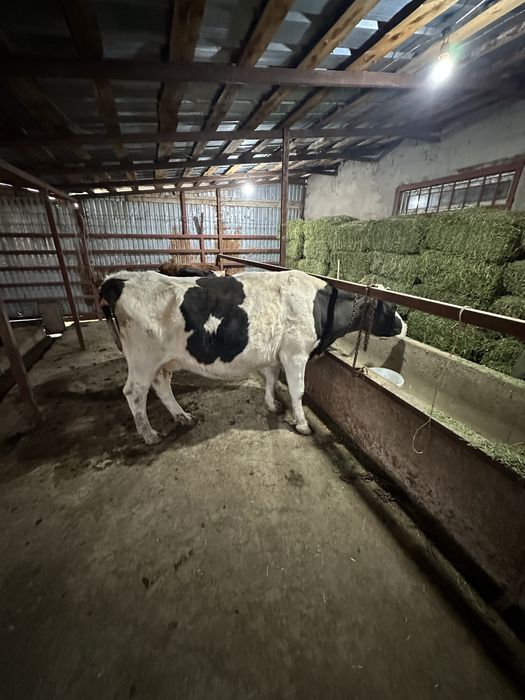 Корова на мясо сочная