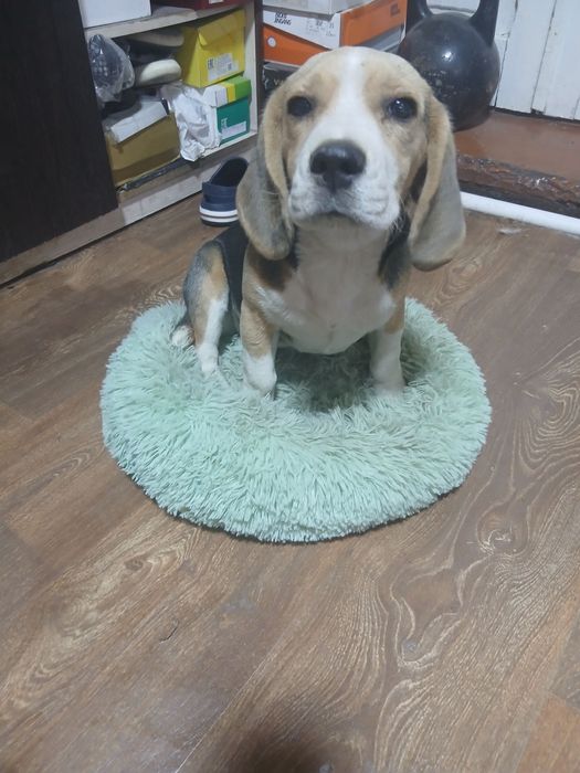 Продается щенок породы Бигль