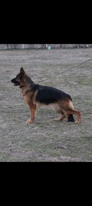 Catei Ciobanesc German
