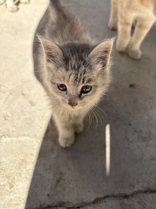 Отдам котенка в добрые руки