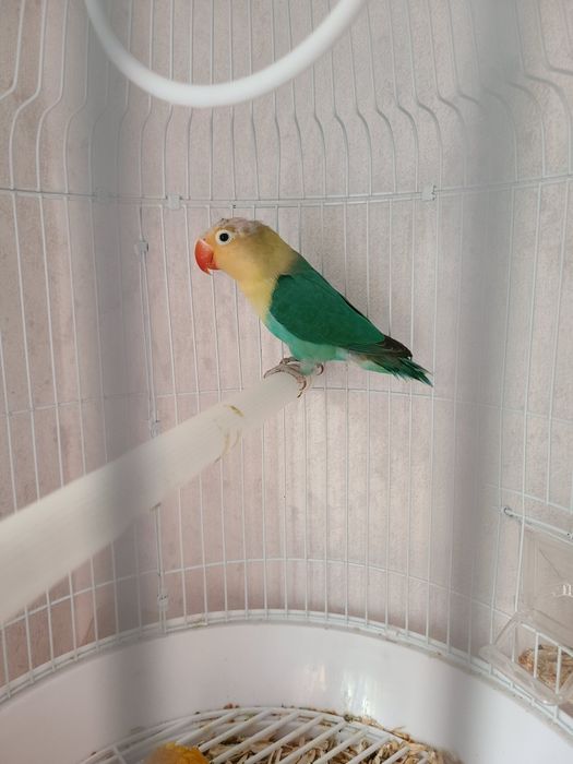 Папугай неразлучник 10 мес