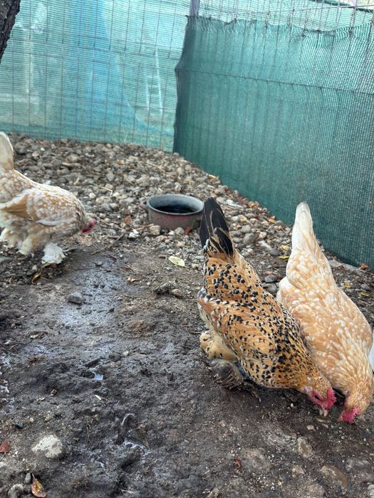 Vând sebright argintiu și mii de flori