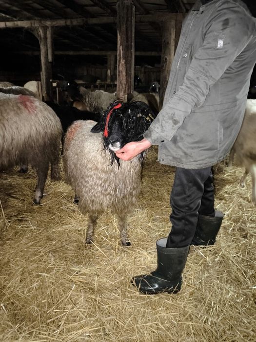 Vând miei Ștefan cel Mare olt