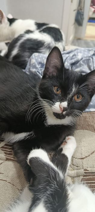 Котята кот котёнок