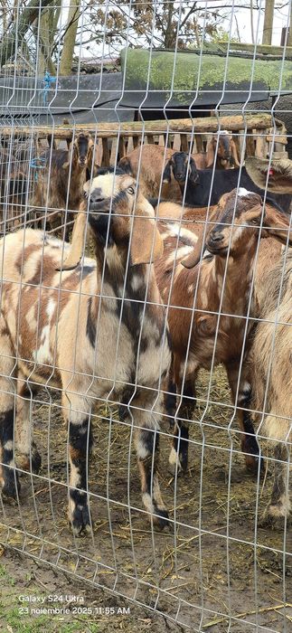 Vand 7 capre si 2 tapi