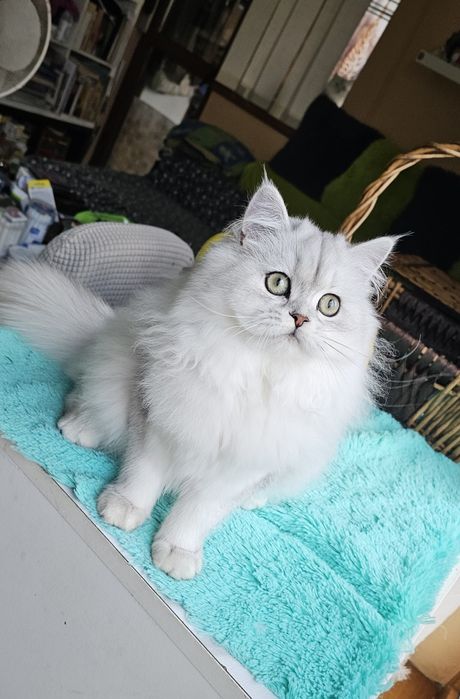 Британски дългокосмести котенца