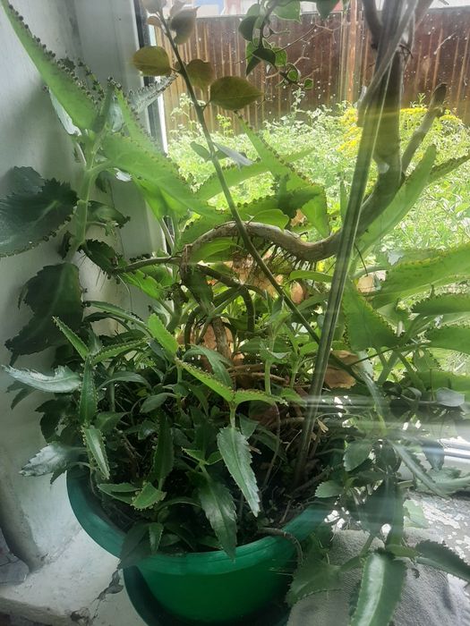 Продам цветы разные от 500 и выше