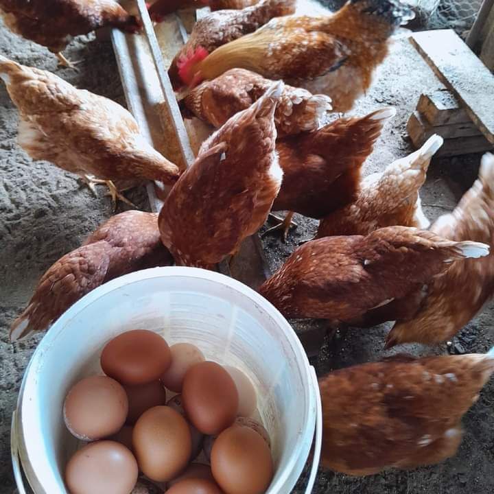 Vând puicuțe outoare ( oua la 16 sapt )