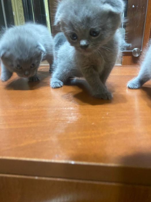Котята 3 шт. Шотландская веслоухая кошка, котята. Правильная вязка. Об