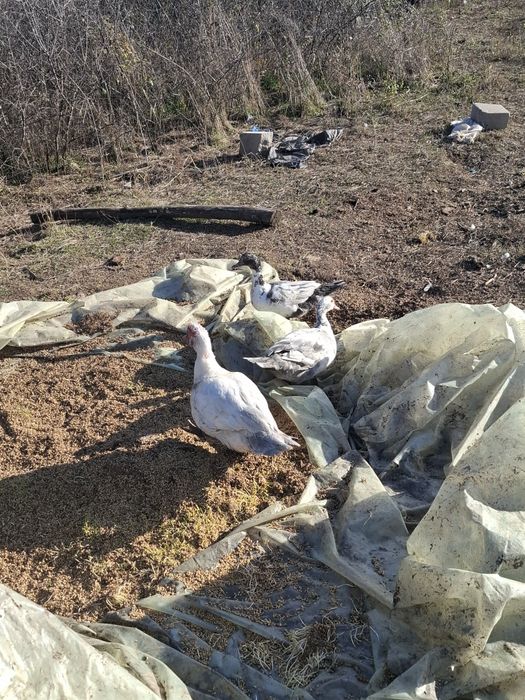 Rate lesesti sau mute