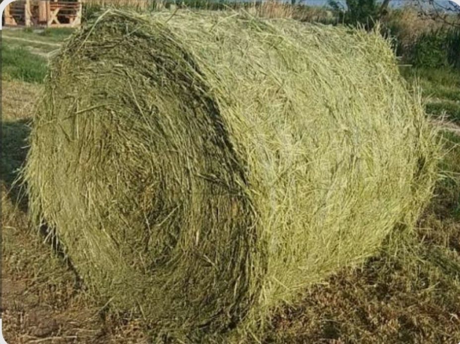 Baloți de lucernă 160×120