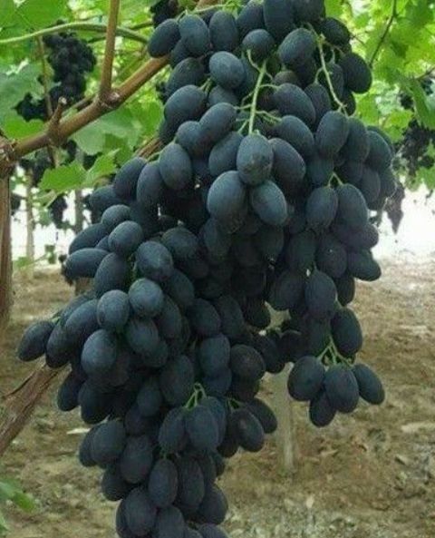 Vita De Vie Nobila (Soiuri De Masa )