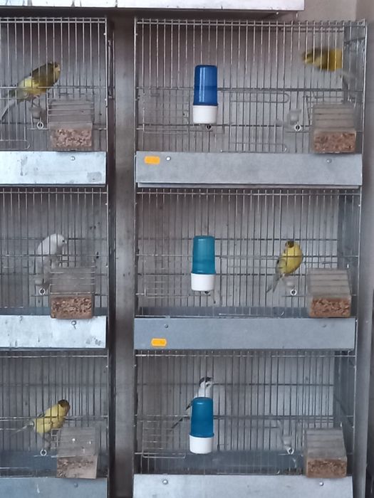 Vând canari diferite culori