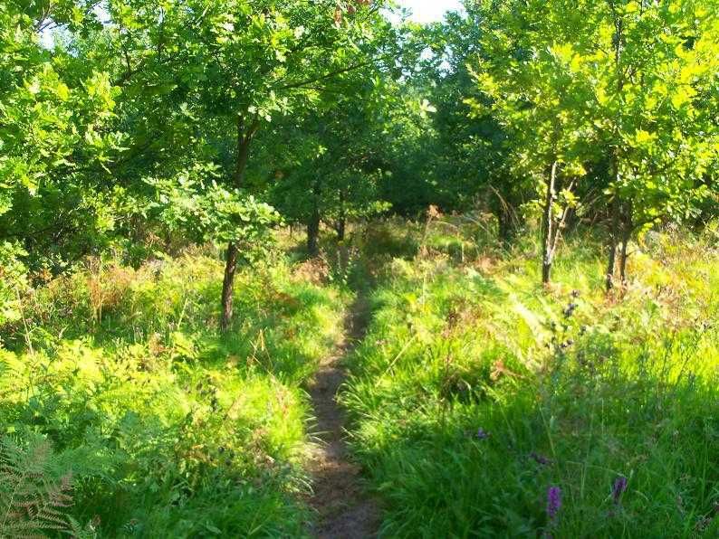 Teren proiecte turistice in Muntii Apuseni 7,8 ha  la sosea asfaltata