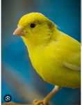 Canari de culoare