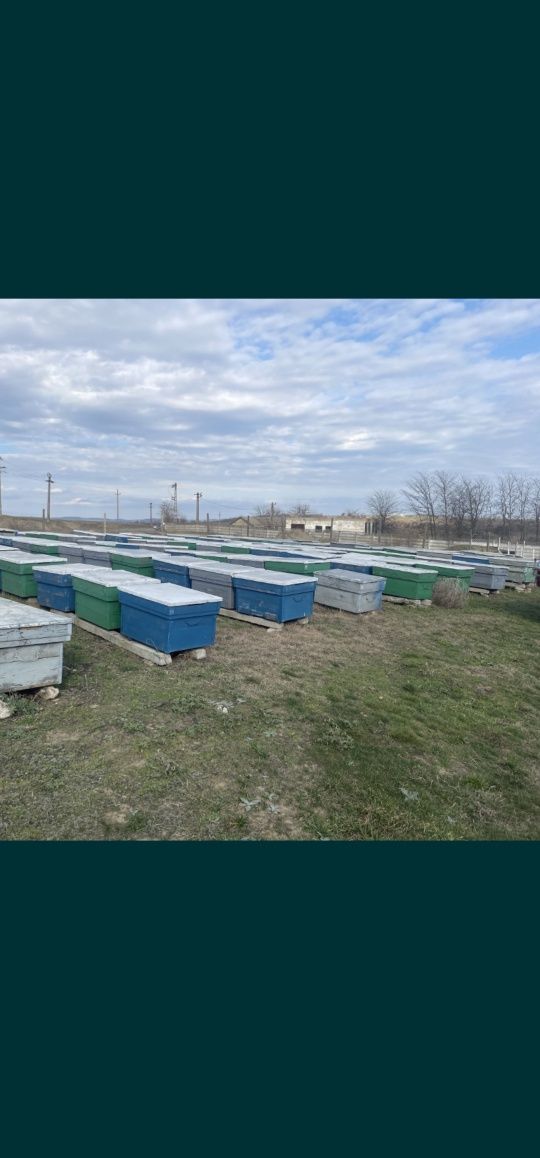 Stupi 18 rame preț începând de la 35 lei