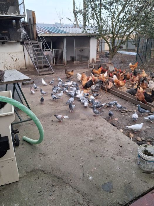 Porumbei voiajori si cocoși brahna