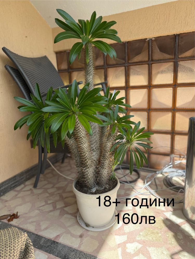 Кактуси.