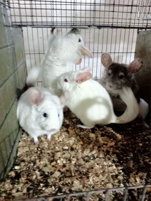 Chinchilla / sinsila, adorabilul animalut de companie. DE VANZARE.