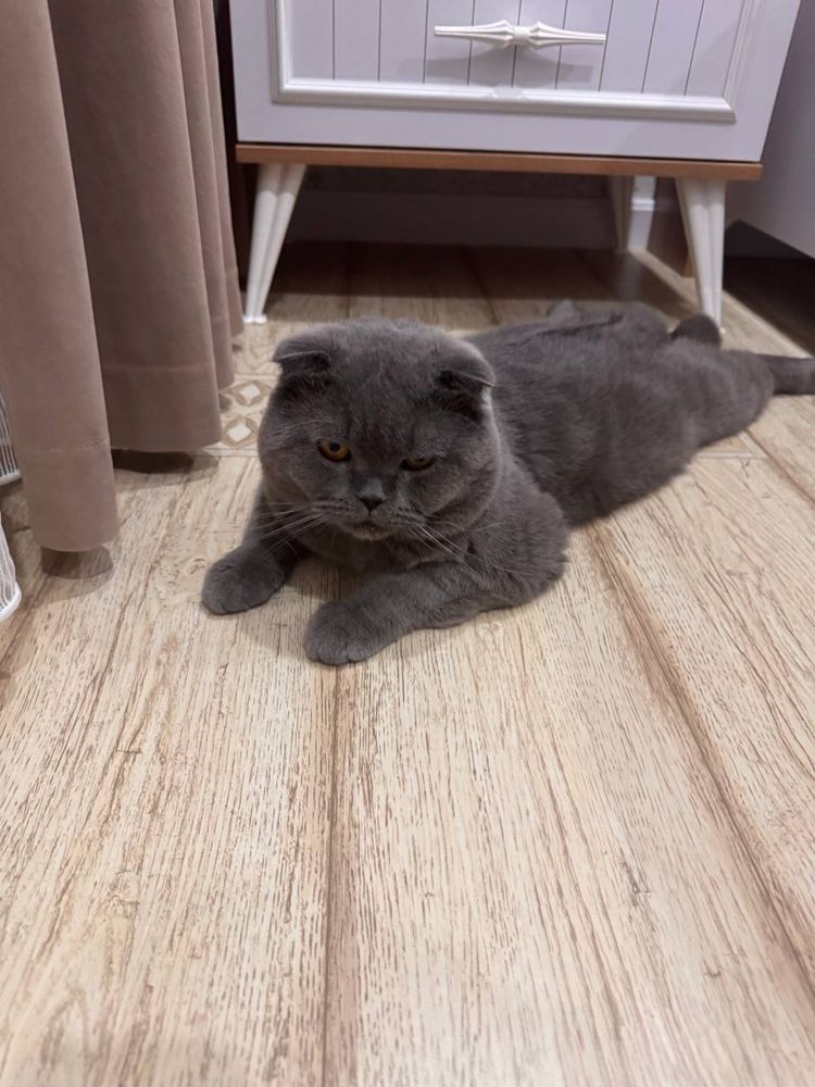 ПОТЕРЯЛСЯ КОТ! хувайдо махаля