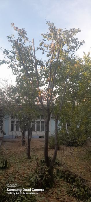 Archa kesish bog'bonlik xizmatlari