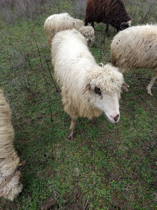 Oi de vânzare valcea