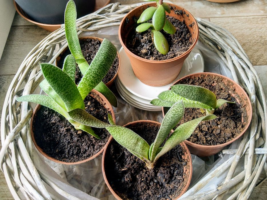 Gasteria carinata var. verrucosa - вкоренени издънки
