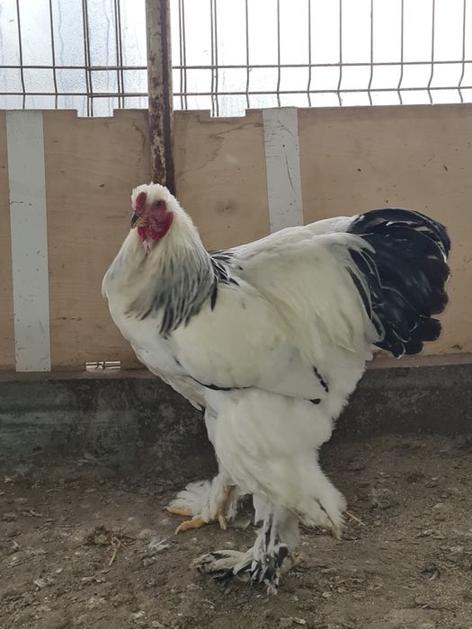 Cocos brahma herminat deschis