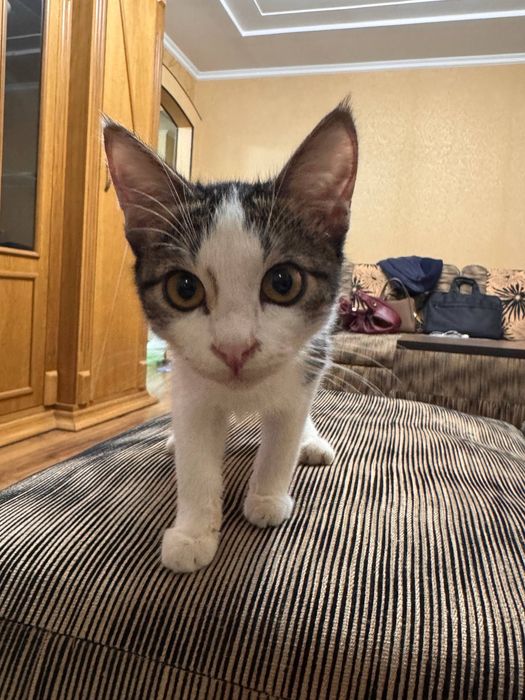 Styopa va Cherepashkaga oila izlaymiz!