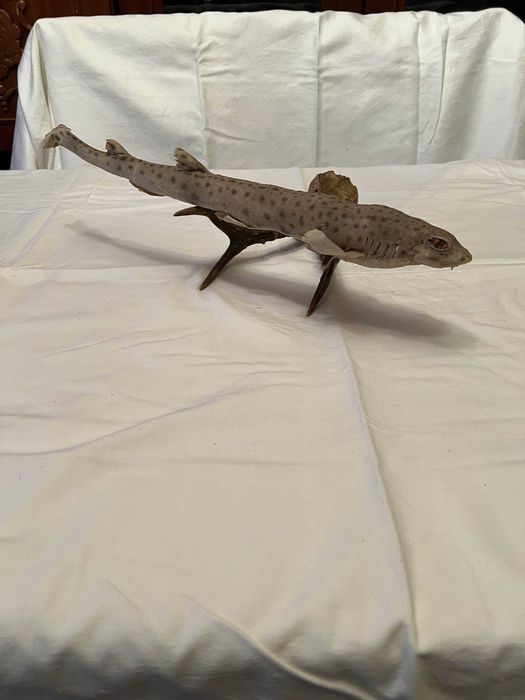 Peste impaiat , decor