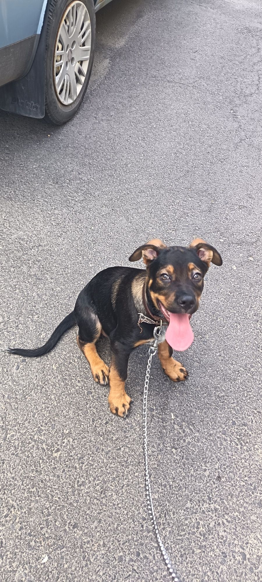 Caine spre adoptie
