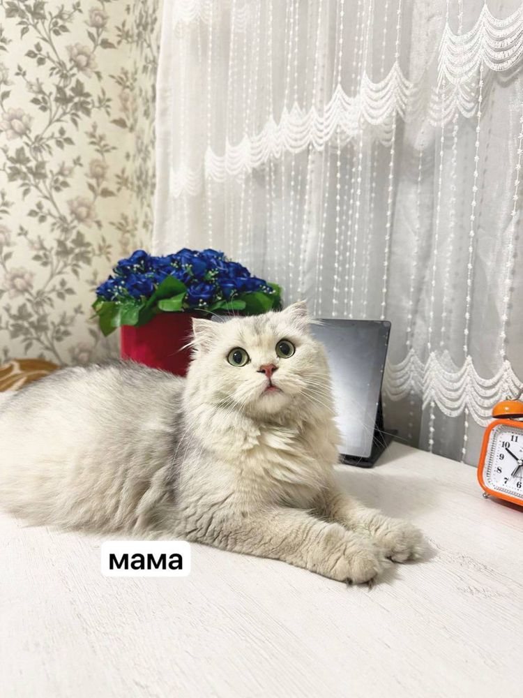 продается котенок шиншилла