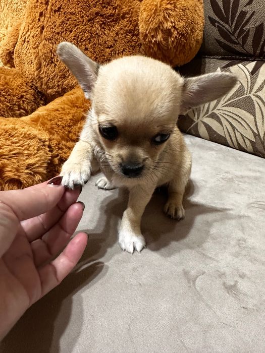 Прекрасно Мини Чихуахуа Момиченце Лилав фаун