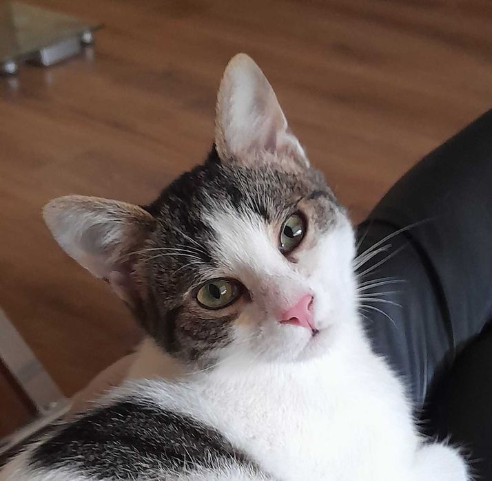 Мони, момченце от Плевен, търси дом и гушливи стопани!