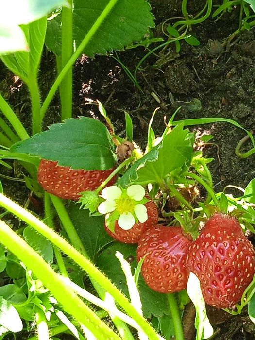 Продам дачный участок СТ Веснянка