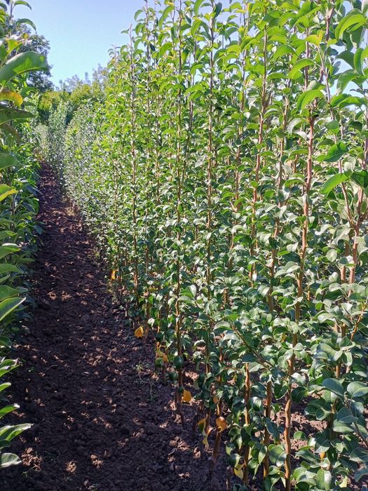 Овощен посадъчен материал 2025