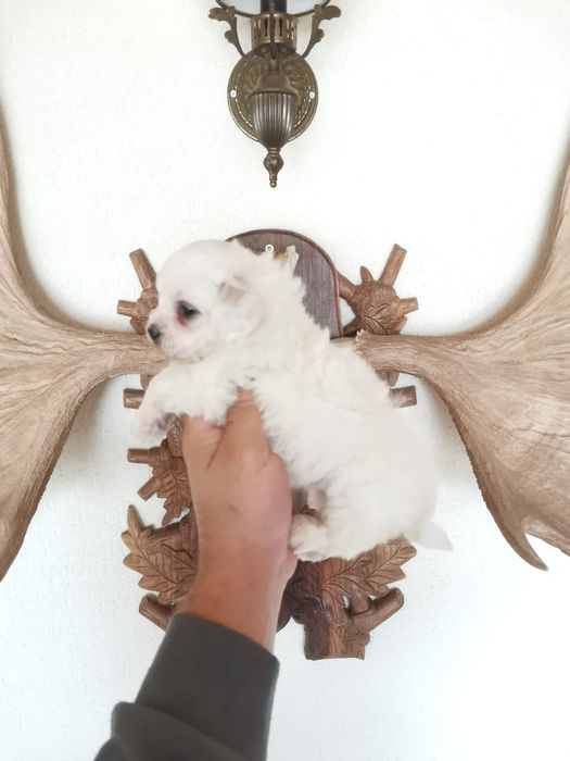 Fetita bichon maltez mini