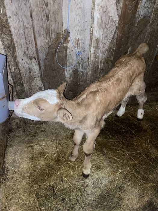 Vand vitea baltata 5 zile