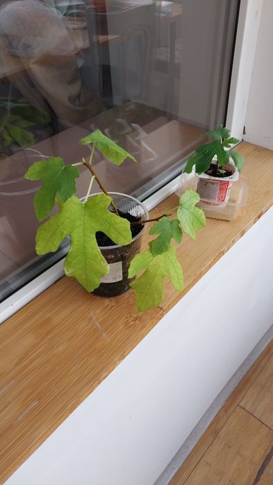 Саженцы дерева инжира