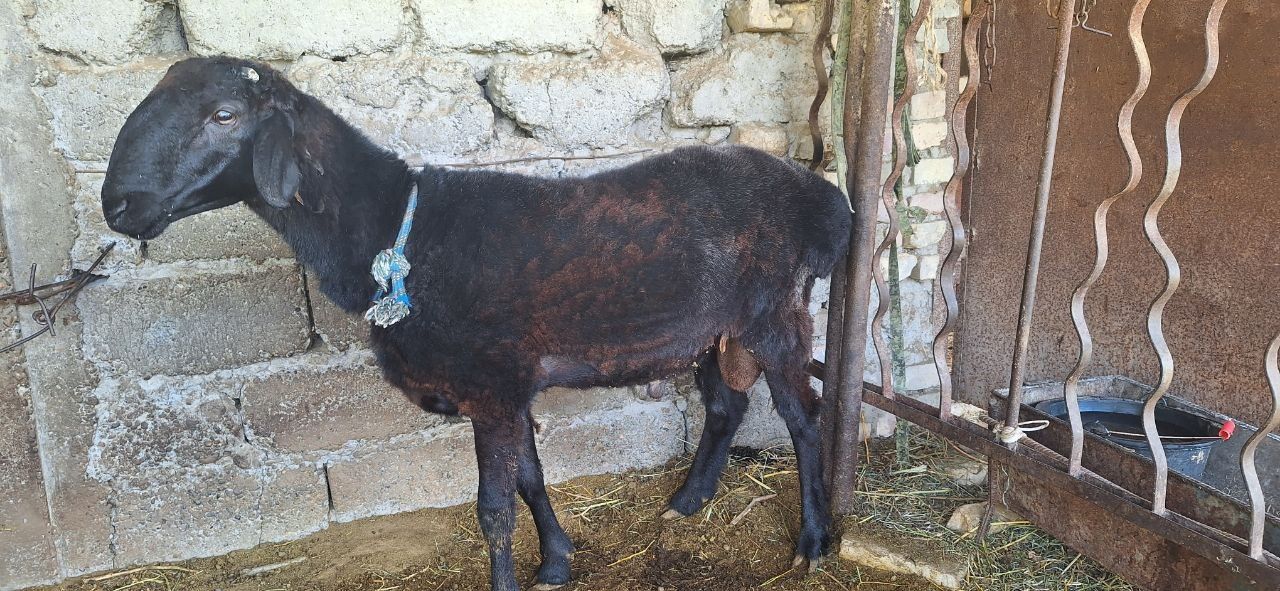 Qo'chqor sotiladi