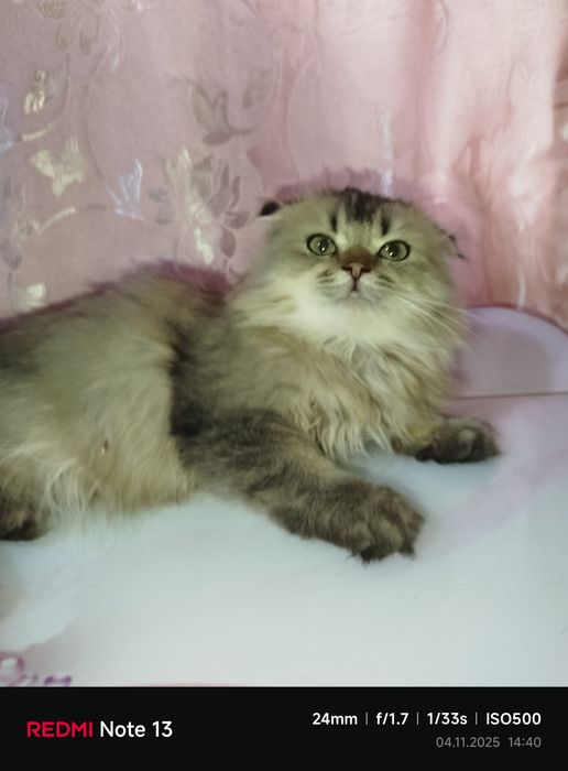 Продаётся хайленд фолд мальчик