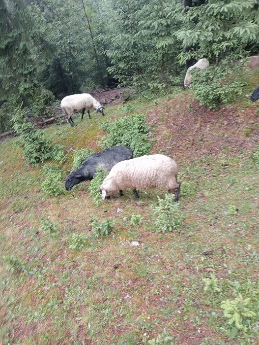Vând miei, oi și berbeci – 16 lei/kg viu – sănătoși și bine îngrijiți
