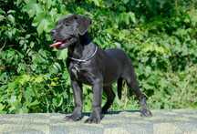 Femela cane corso 4 luni