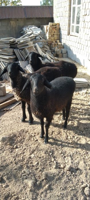 Qozila sotiladi srocha eb ichishi zor