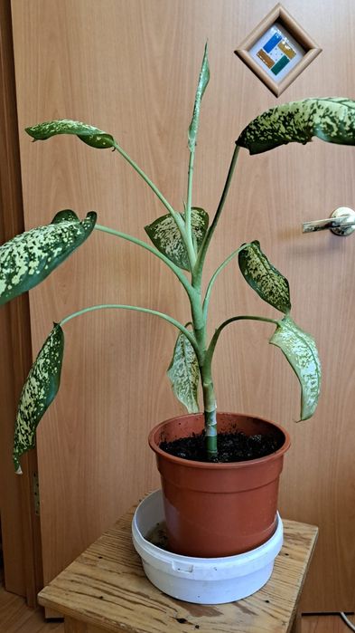 Диффенбахия - комнатное растение